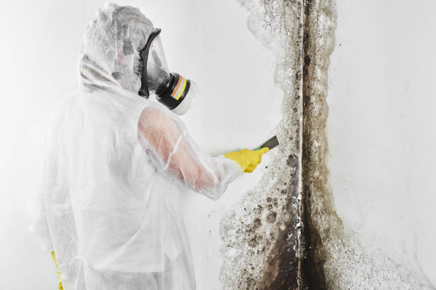 Best Certified Mold Removal  in Heavener, OK