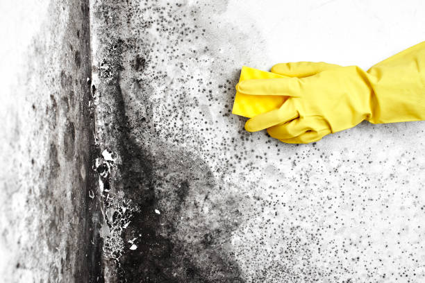 Best Home Mold Removal  in Heavener, OK