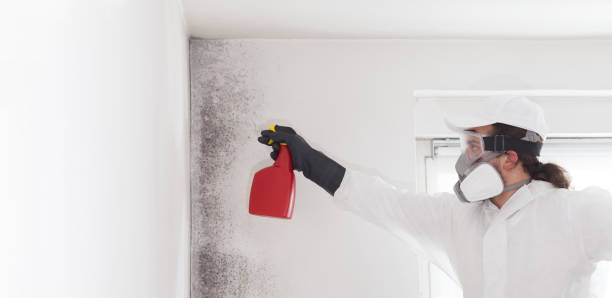 Best Professional Mold Removal  in Heavener, OK