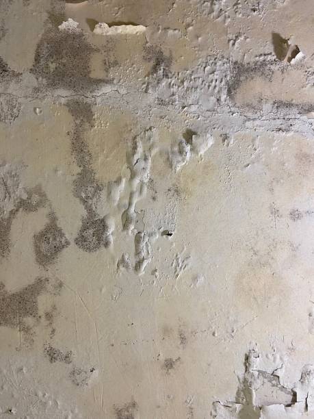Best Mold Damage Repair  in Heavener, OK