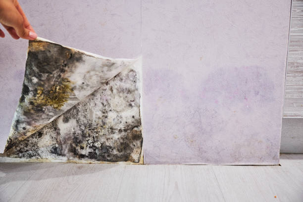 Best Office Mold Removal Services  in Heavener, OK